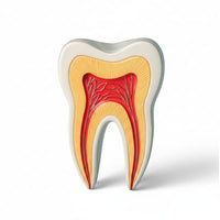 Endodontics