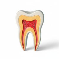 Endodontics